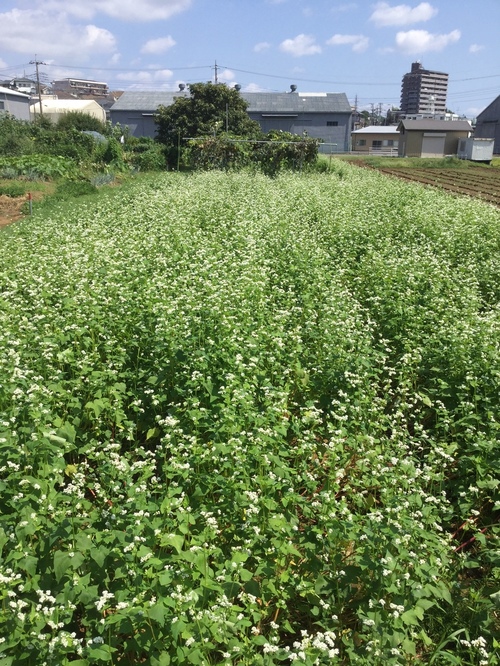 29.9.10 開花しました。